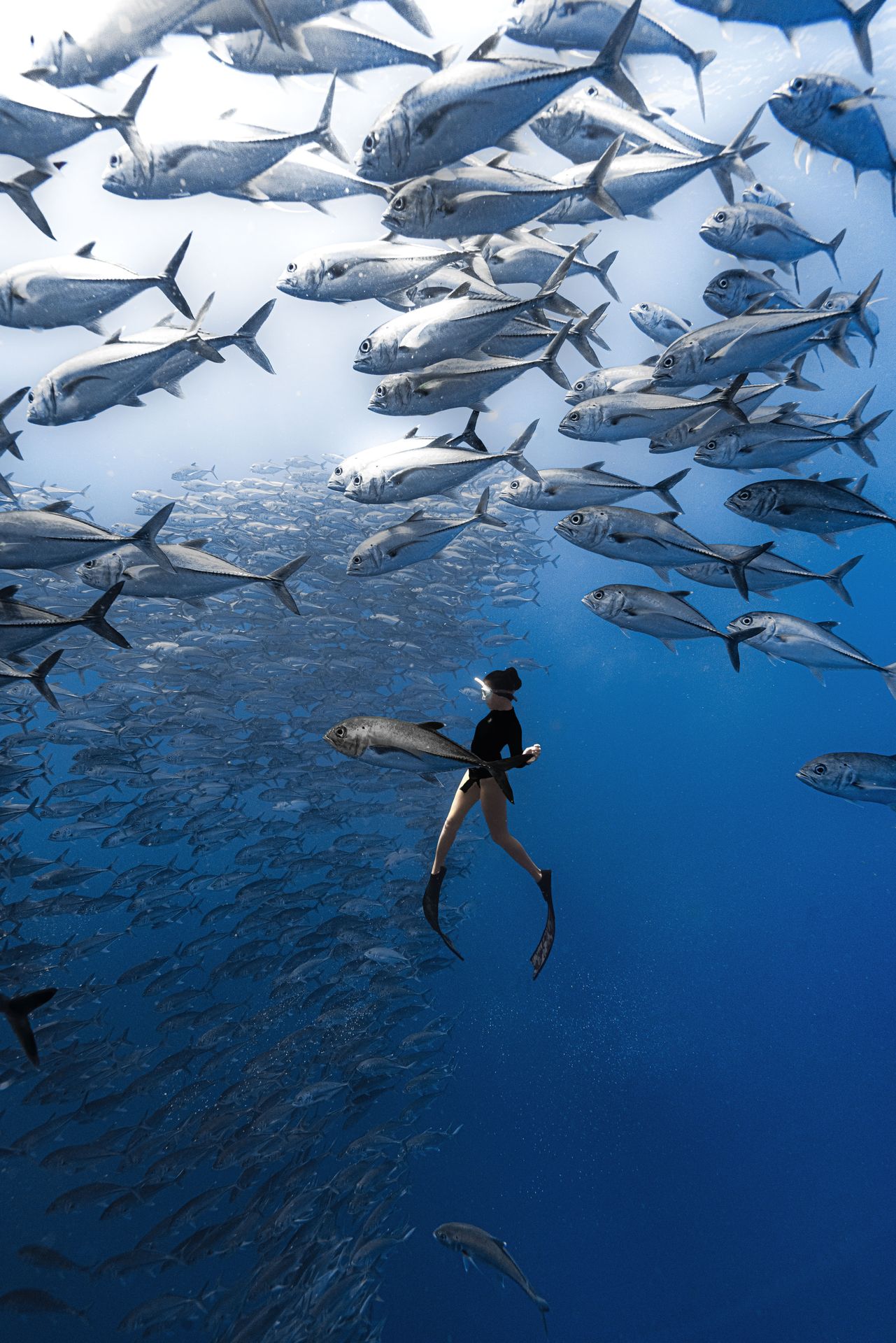 Bohol, Philippines, Philippines · Shello dive expedition