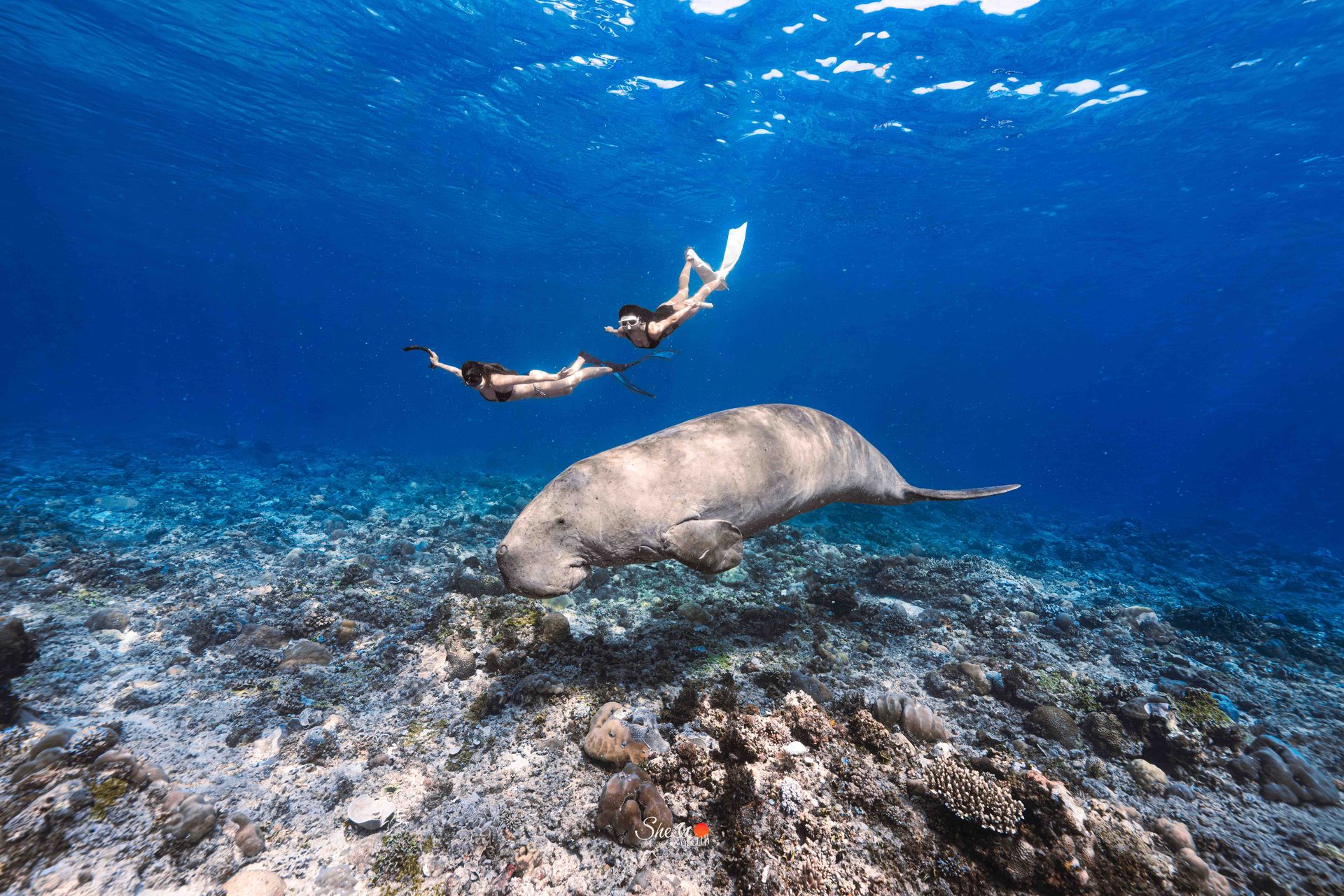 Coron, Philippines, Philippines · Shello dive expedition