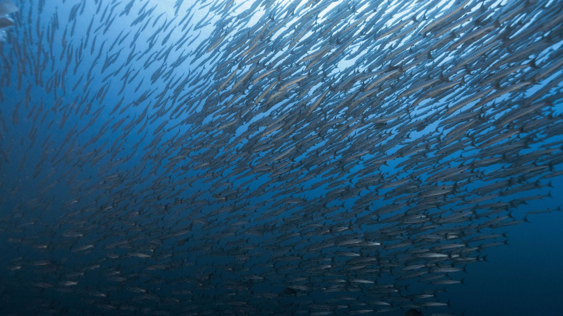 Maratua Scuba Adventure, Indonesia · Shello dive expedition